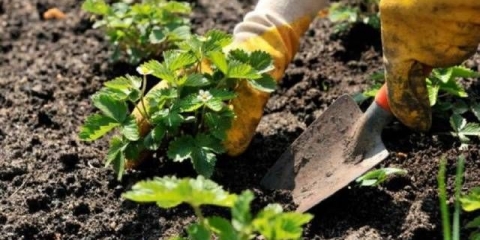 Jagoda remontantna bezusaya: najbolje sorte