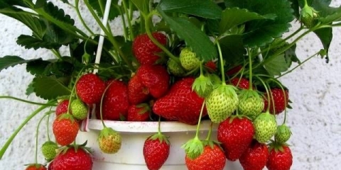 Remontantna jagoda: opis sorte, fotografije, recenzije