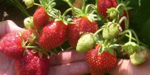 Strawberry marshmallow