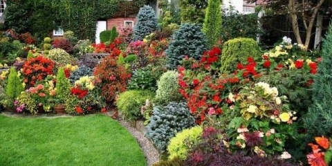 Diy višegodišnje cvjetne gredice za početnike