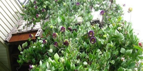 Penjanje na kobe: uzgoj iz sjemena, kada saditi sadnice, fotografije, recenzije