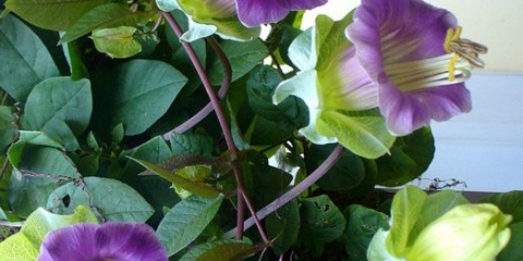 Kobeya: uzgoj i njega na otvorenom polju