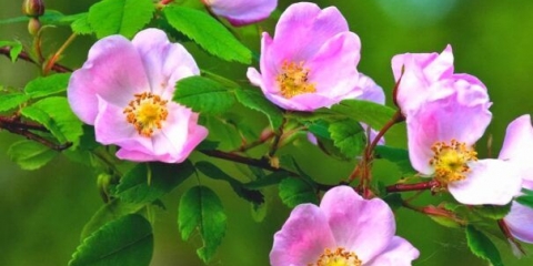 Kada i kako divlja ruža cvjeta: vrijeme, fotografija grmlja