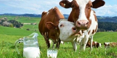 Kad krava daje mlijeko