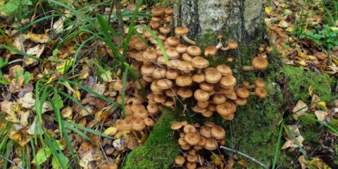 Kada se pečurke pojave u voronježu, u regiji voronjež: sezona sakupljanja 2021