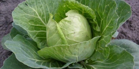 Kada se bere rani kupus?