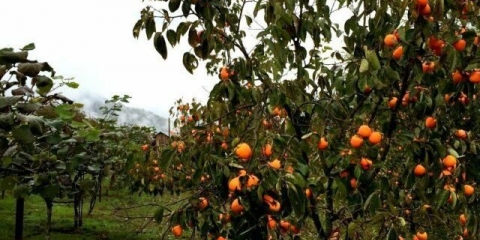 Kada dragun sazri u rusiji