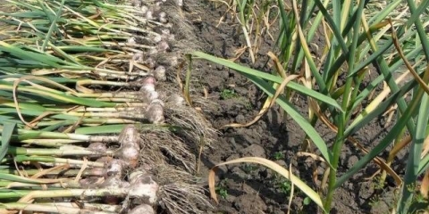 Kada se beli luk ukloni iz bašte na uralu