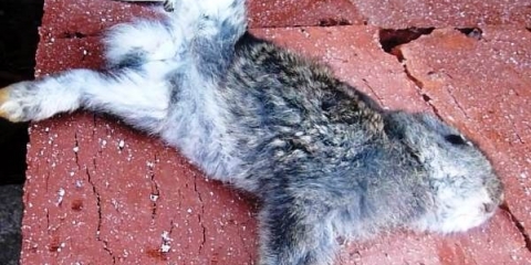 Kokcidioza kod kunića