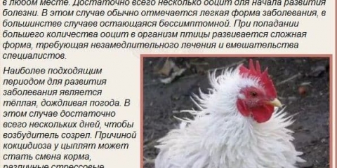 Kokcidioza kod pilića - simptomi i liječenje brojlerskih pilića