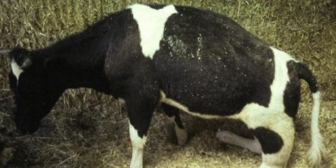 Čolike kod teladi i goveda