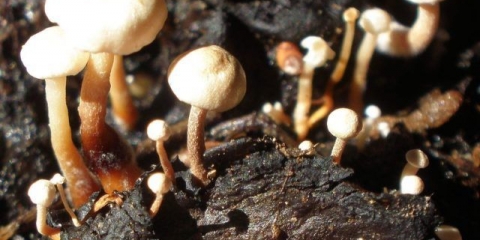 Collibia tuberous (gomoljasti, gomoljasti hymnopus): fotografija i opis