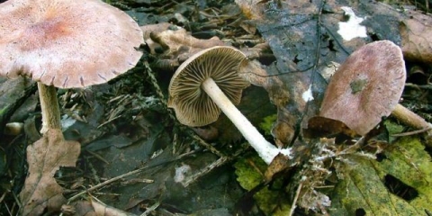 Collibia umotana (potkovani novac): fotografija i opis