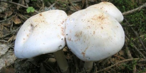 Collibia uočena (uočen novac): fotografija i opis