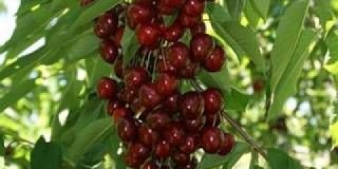 Helena columnar cherry