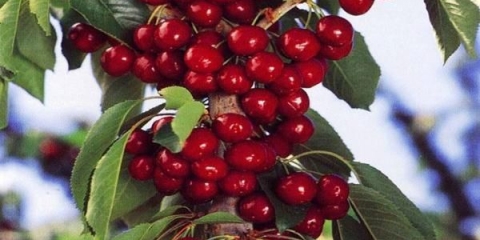 Stupasta trešnja: sadnja i njega, video