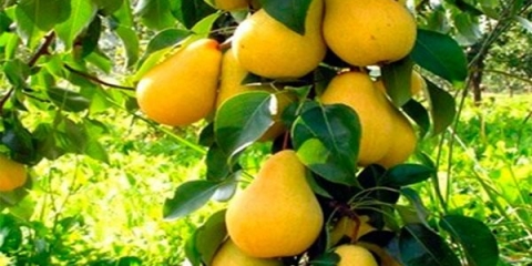 Stubčasta kruška - sadnja i njega