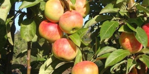 Stubčasti gin od jabuke