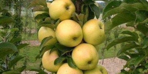 Stubčasti med od jabuke: opis, fotografija, recenzije