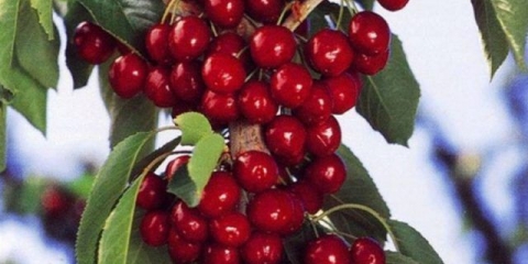 Stupasti užitak trešnje: opis sorte + fotografija, prinos