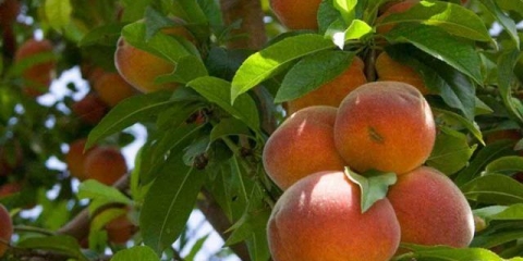 Stupasta breskva: sadnja i njega