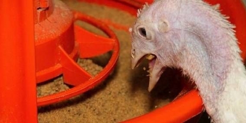 Krmne smjese za ćurke: sastav, karakteristike