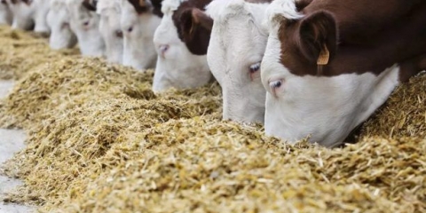 Krmna smjesa za telad i krave