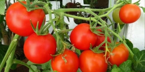 Sobni paradajz - raste zimi na prozoru