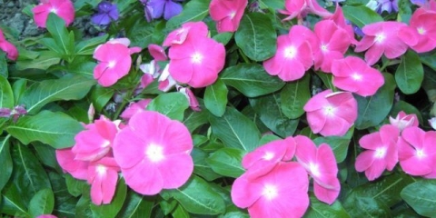 Sobni periwink: njega i uzgoj u saksijama, fotografija