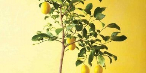 Sobni limun (stablo limuna): kućna njega