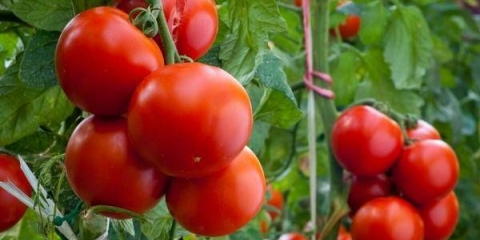 Kompleksna prihrana za paradajz