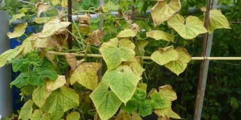 Kompleksno đubrivo za krastavce