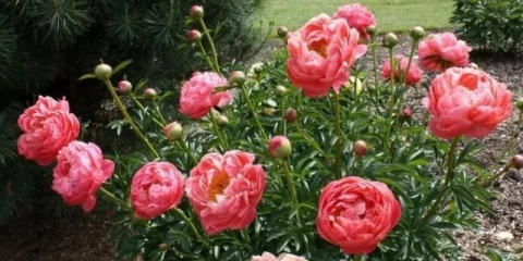 Koralni božuri: najbolje sorte sa fotografijama, nazivima i opisima