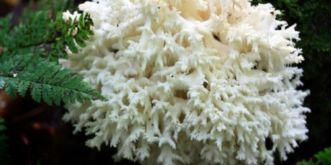 Koraljne gljive: fotografija i opis, gdje rastu, kako se zovu, da li je moguće jesti