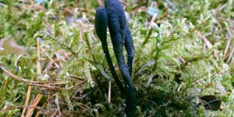 Cordyceps ophioglossoid: opis i fotografija