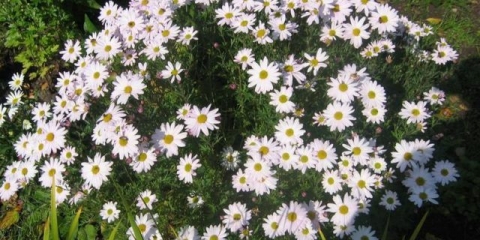 Korejske krizanteme: višegodišnje, zimsko otporne + fotografija