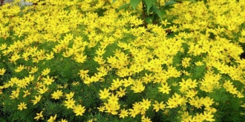 Coreopsis worled perennial: opis sorti sa fotografijama, vrstama, sadnjom i njegom