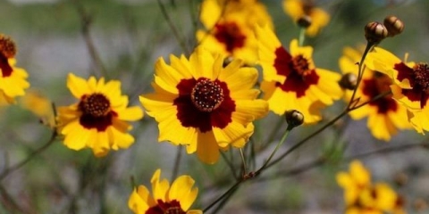 Coreopsis - opis, sadnja i njega