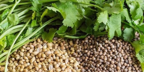 Korijander i cilantro - u čemu je razlika