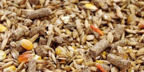 Hrana za svinje kod kuće: recepti, sastav, kako to učiniti sami