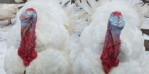 Hranjenje i njega bijelih širokoprsih purana