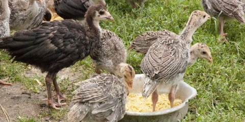 Hranjenje i nega purana kod kuće