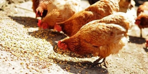 Hranjenje kokošaka nosilja kod kuće