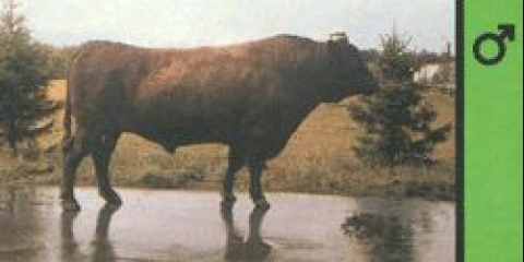 Krava pasmine bestuzhev: fotografija