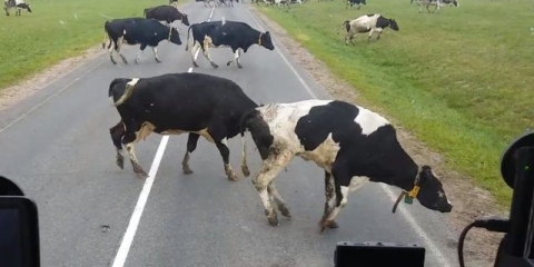 Krava hroma na prednju ili zadnju nogu: šta da se radi