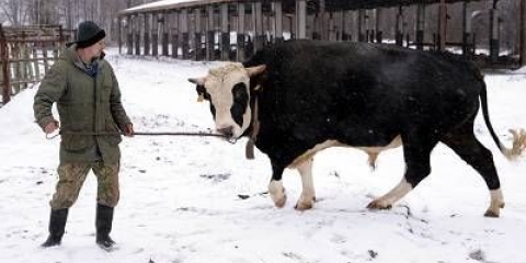 Krava jaroslavske pasmine: karakteristike, fotografije, recenzije
