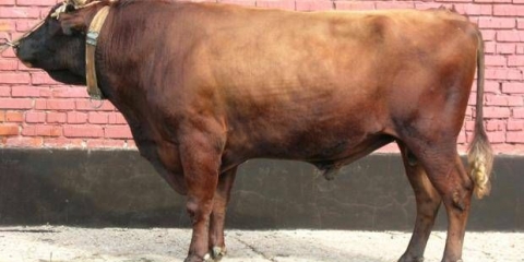 Crvena stepska krava: fotografija