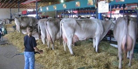 Pasmina krava schwyz: prednosti i nedostaci, fotografije, recenzije