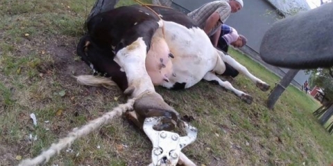 Krava je pala na noge i ne ustaje: zašto i kako odgajati