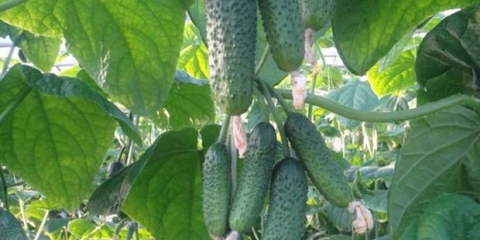 Divizma - đubrivo za krastavce